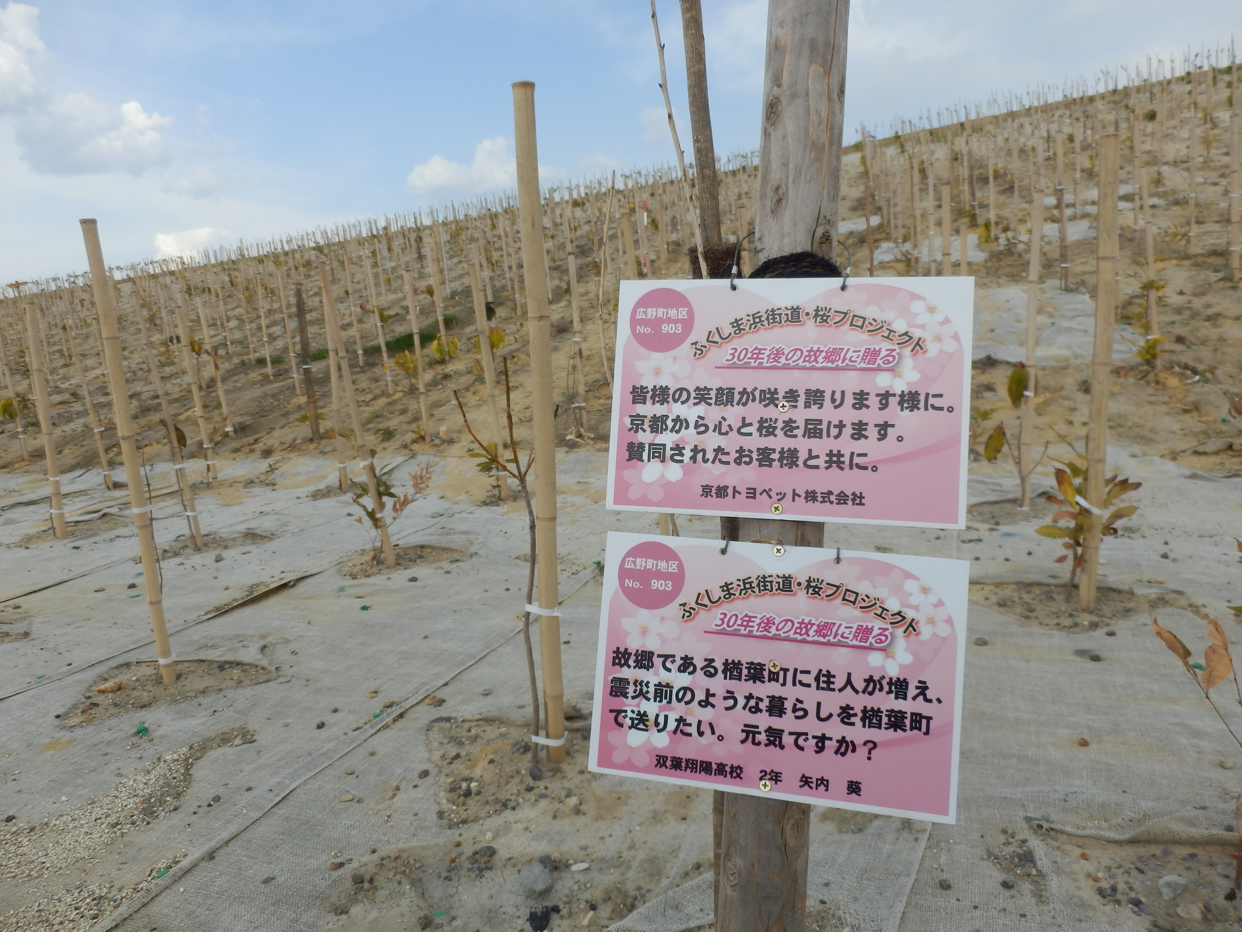 ふくしま浜街道・桜プロジェクトメッセージカード