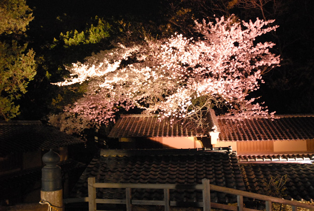 大夜桜鑑賞会 in 東映太秦映画村