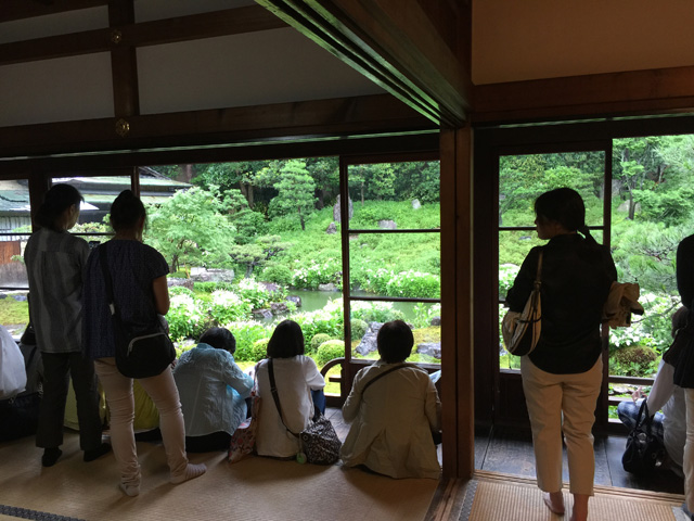 両足院と半夏生と紫陽花を訪ねて